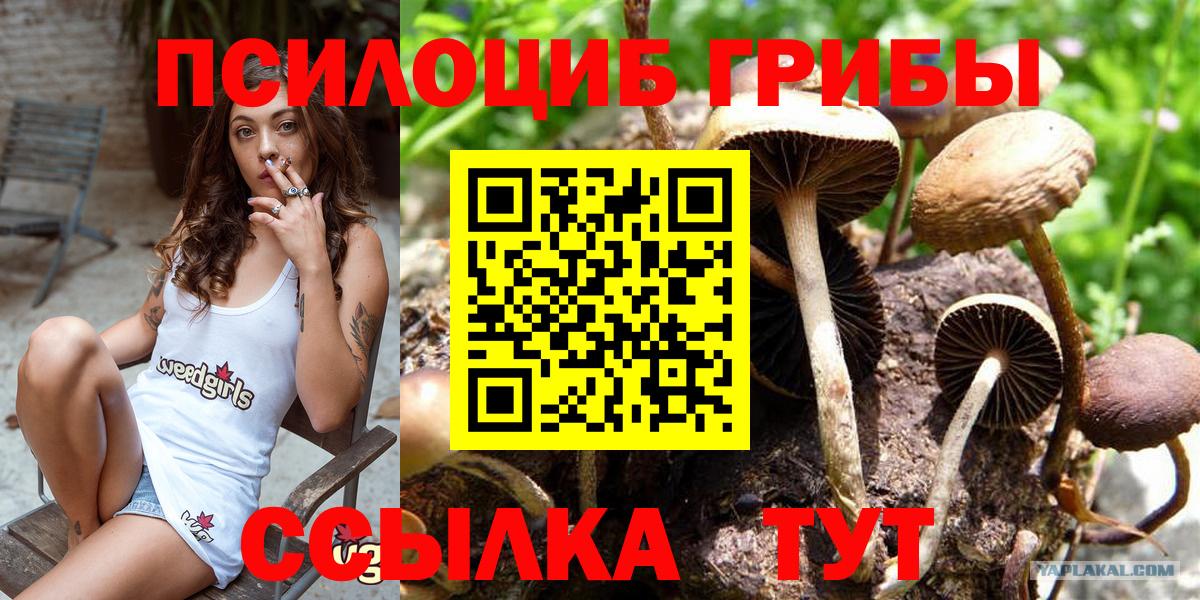 Алексин  Галлюциногенные грибы Psilocybine cubensis  Вход с VPN 